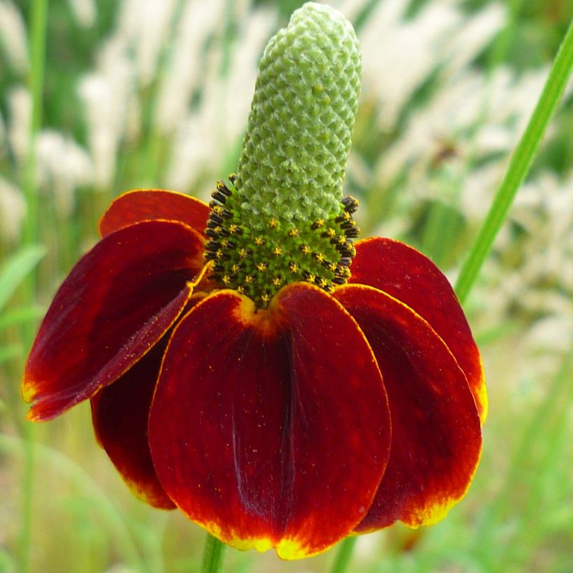 Ratibida columnifera Red Midget - Sombrero mexicain (Floraison)