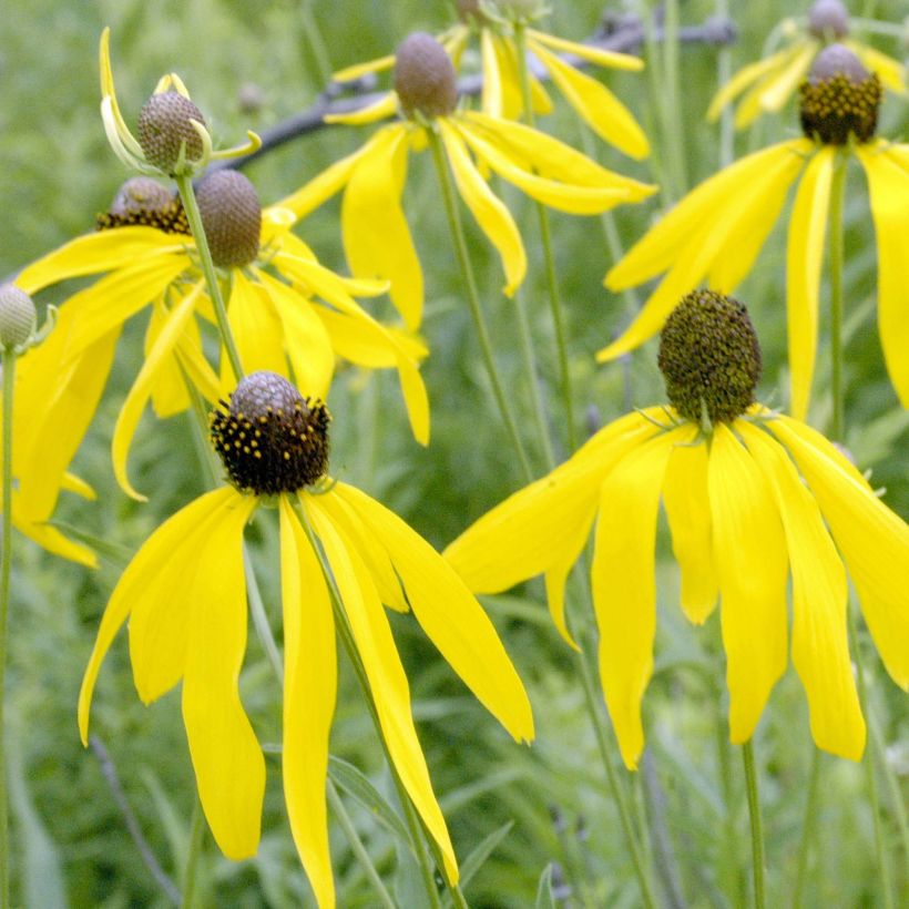 Ratibida pinnata - Vivace (Floraison)