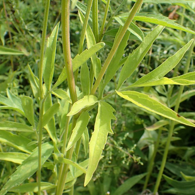 Ratibida pinnata - Vivace (Feuillage)