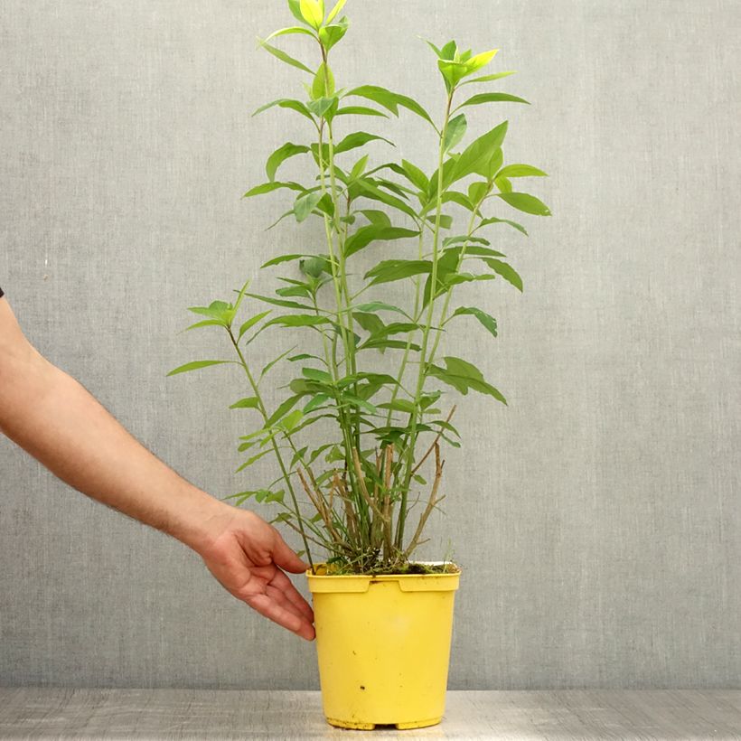 Spécimen de Reinwardtia indica - Lin jaune arbustif Pot de 4L/5L tel que livré en été