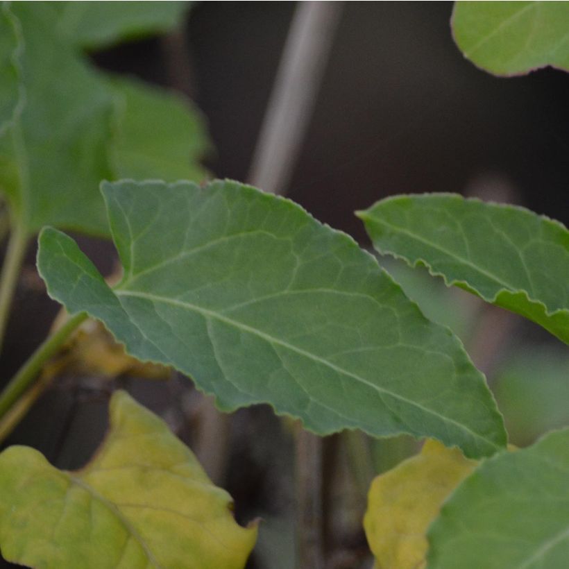 Renouée grimpante - Fallopia aubertii (Feuillage)