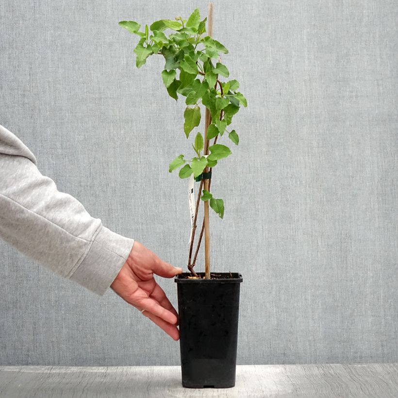 Spécimen de Renouée grimpante - Fallopia aubertii Pot de 1,5L/2L tel que livré en été