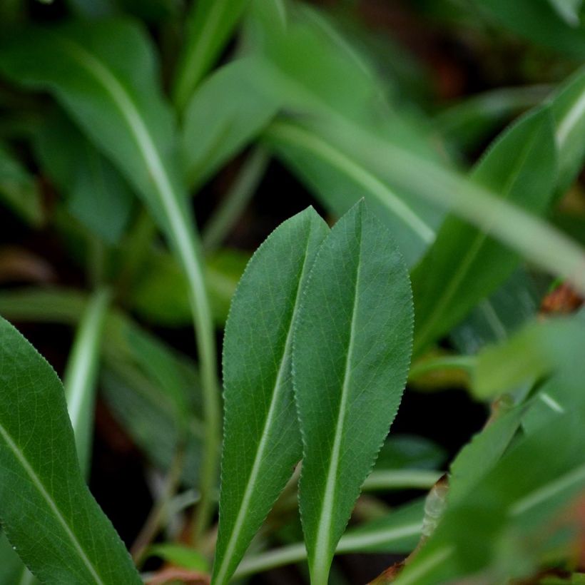 Renouée - Persicaria affinis Donald Lowndes (Feuillage)