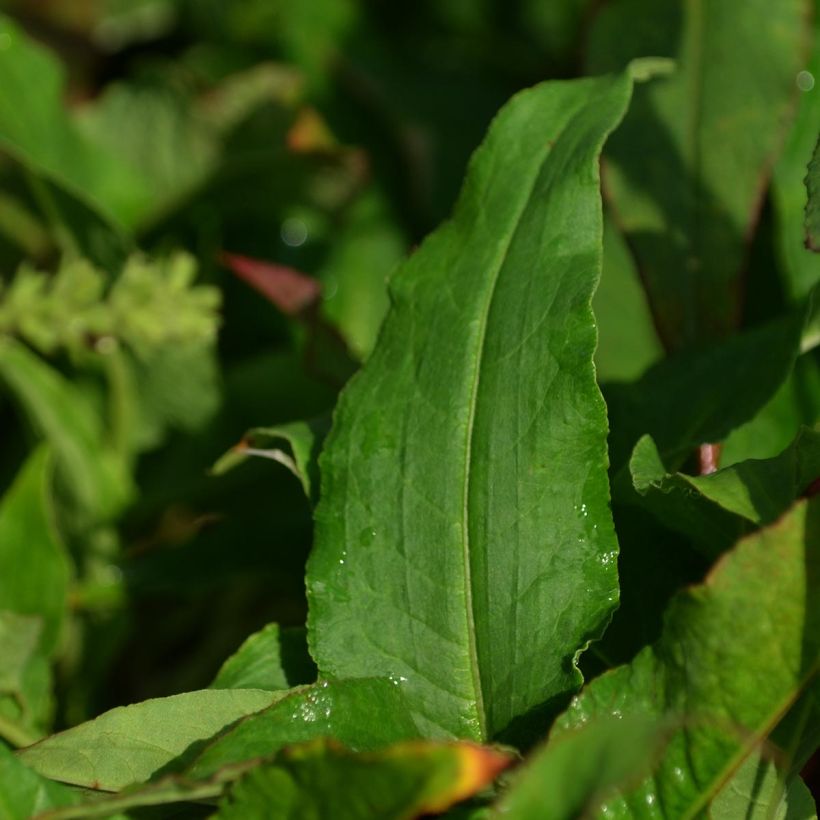 Renouée - Persicaria amplexicaulis Pink Elephant (Feuillage)