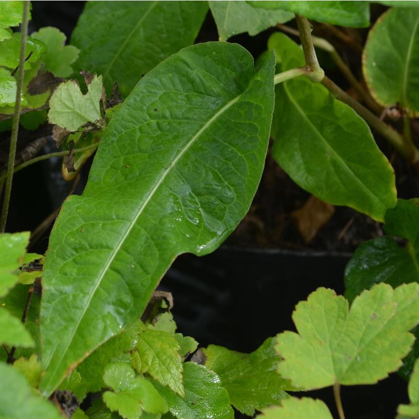 Renouée - Persicaria amplexicaulis Alba (Feuillage)