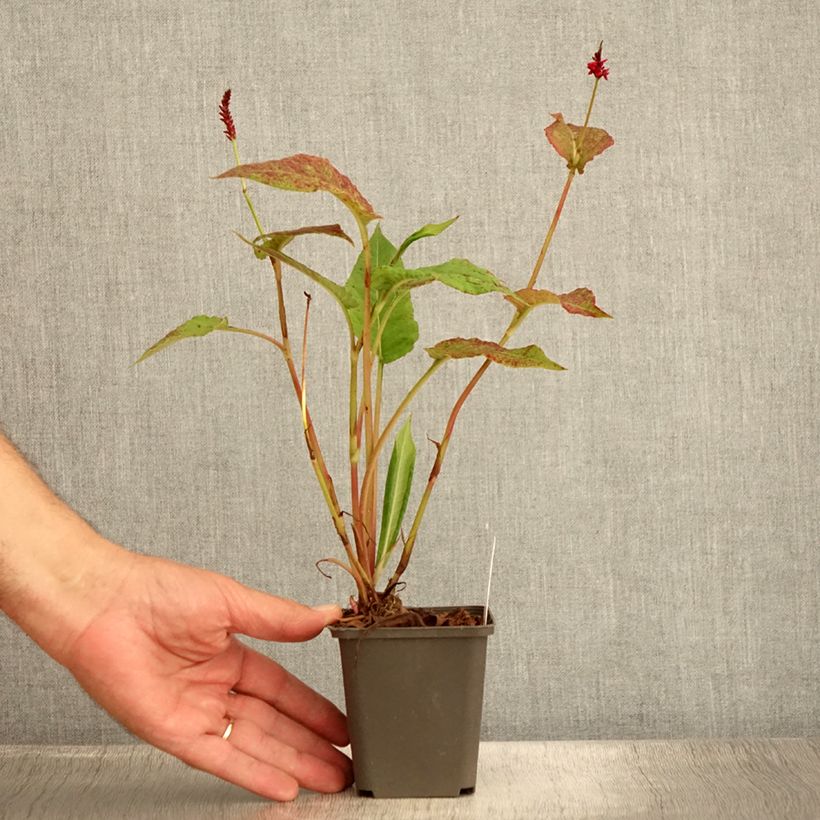 Spécimen de Renouée - Persicaria amplexicaulis Black Dreams Godet de 8/9 cm tel que livré en été