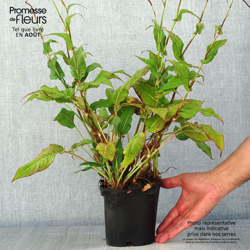 Spécimen de Renouée - Persicaria amplexicaulis Blackfield Pot de 2L/3L tel que livré en été