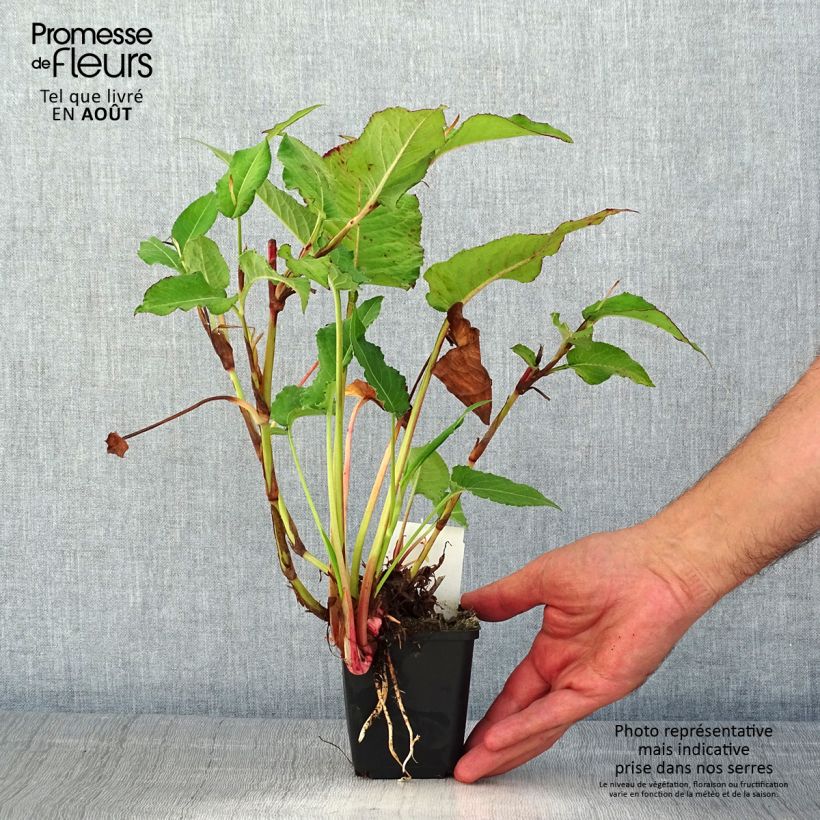 Spécimen de Renouée - Persicaria amplexicaulis Bloody Mary Godet de 8/9 cm tel que livré en été