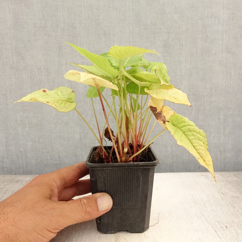 Spécimen de Renouée - Persicaria amplexicaulis Golden Arrow Godet de 8/9 cm tel que livré en été