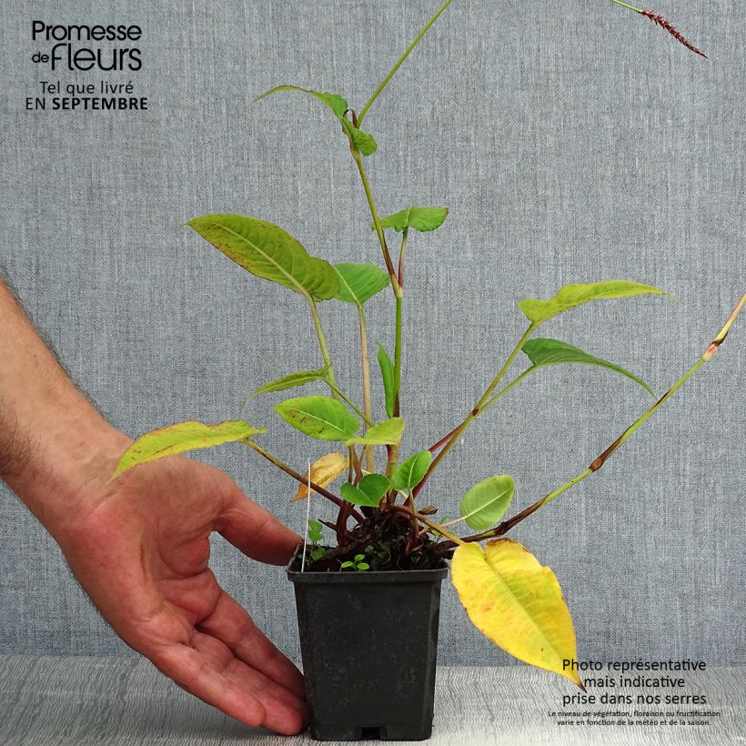 Spécimen de Renouée - Persicaria amplexicaulis High Society tel que livré en ete