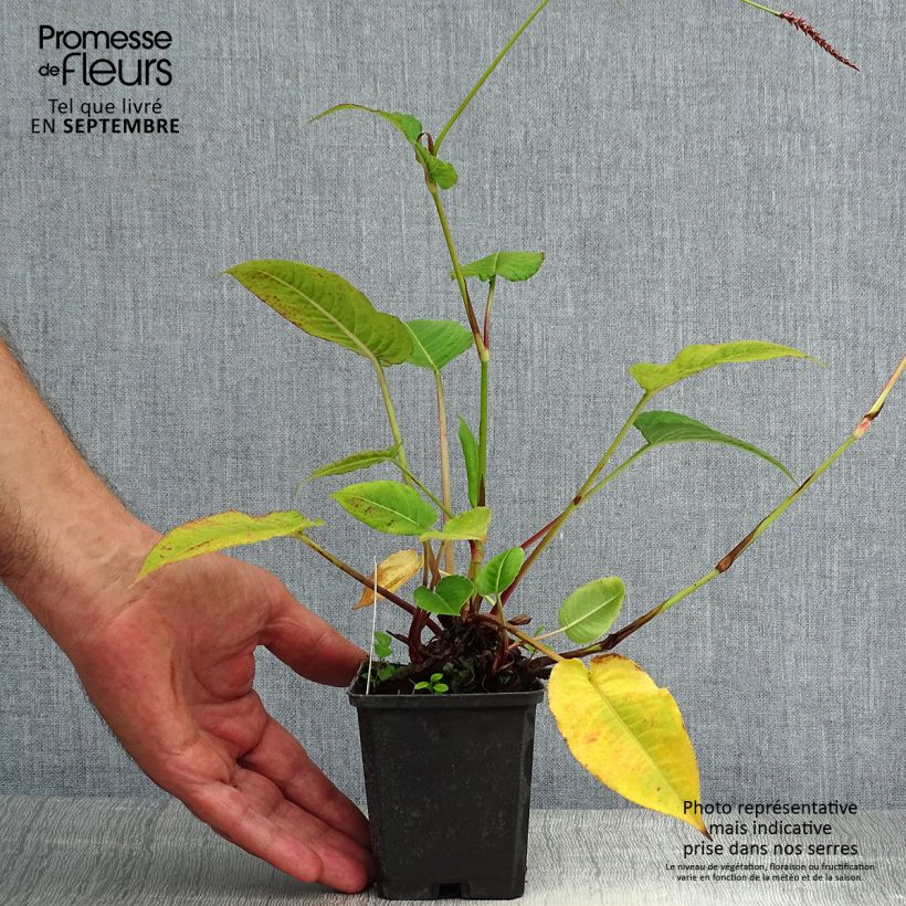 Spécimen de Renouée - Persicaria amplexicaulis High Society tel que livré en ete