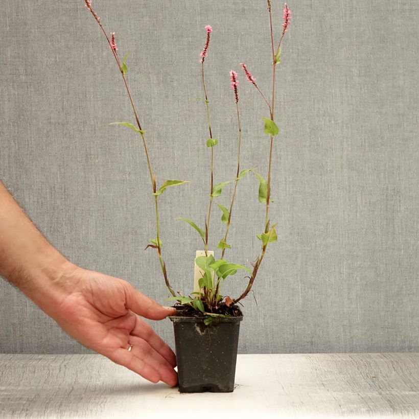 Spécimen de Renouée - Persicaria amplexicaulis Pink Elephant Godet de 8/9 cm tel que livré en été