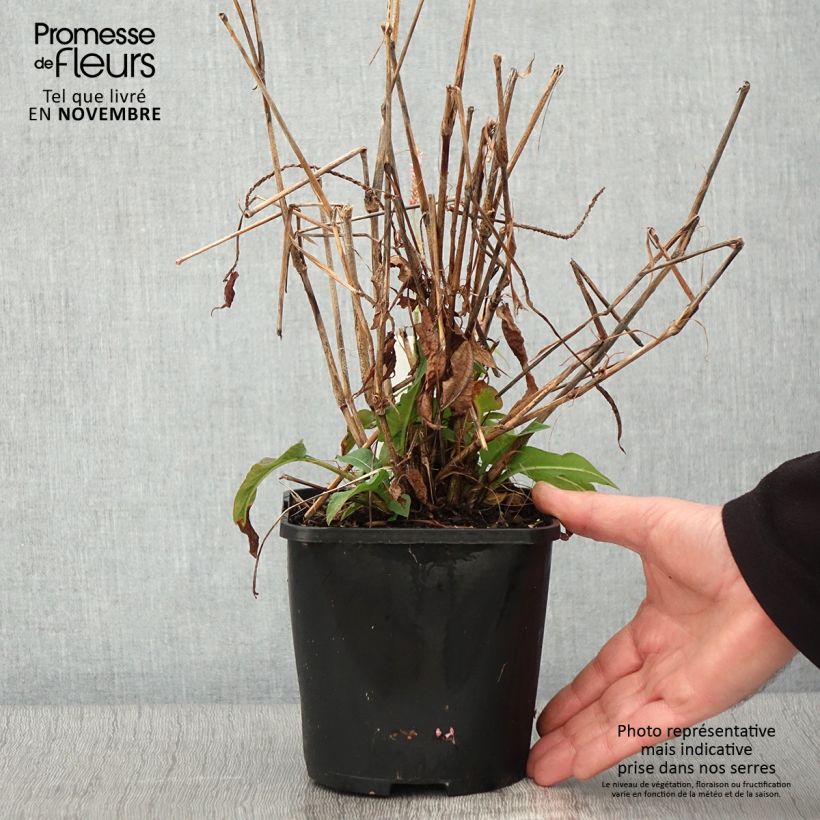 Spécimen de Renouée - Persicaria amplexicaulis Pink Elephant Pot de 1,5L/2L tel que livré en automne