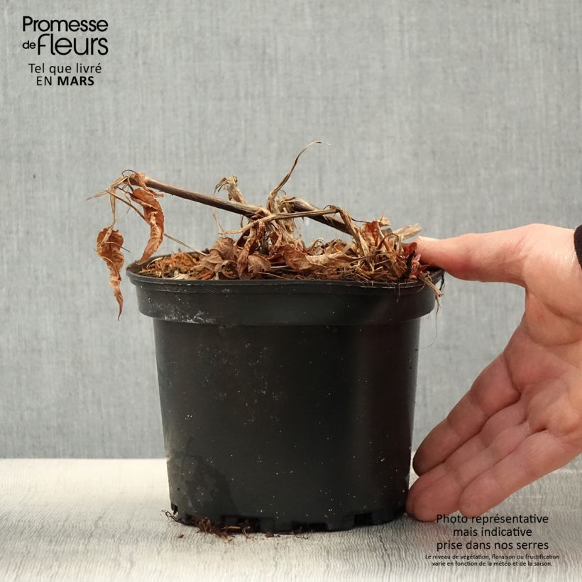 Spécimen de Renouée - Persicaria amplexicaulis Rosea - Pot de 2L/3L tel que livré au printemps