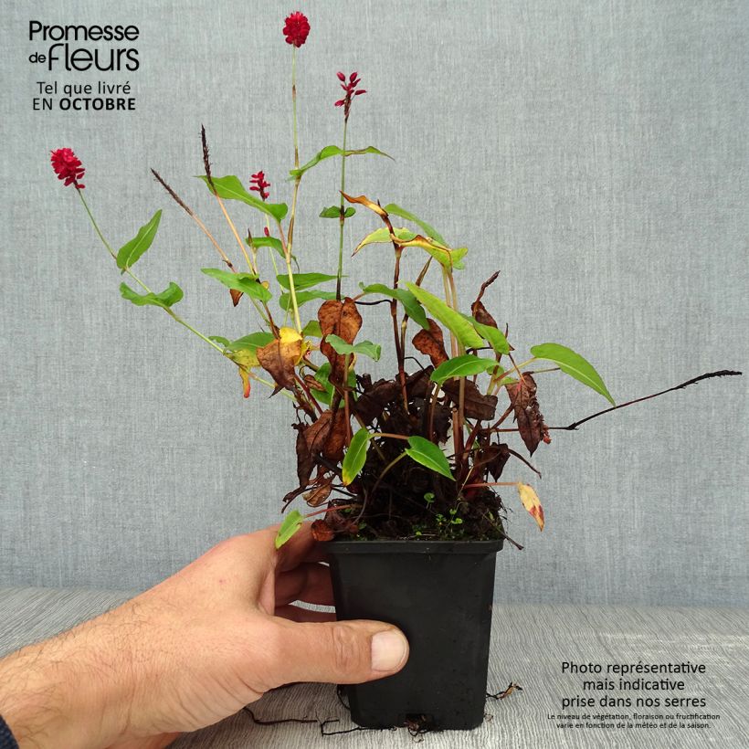 Spécimen de Renouée - Persicaria amplexicaulis Taurus Godet de 8/9 cm tel que livré en automne
