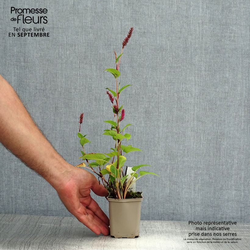 Spécimen de Renouée - Persicaria amplexicaulis var. pendula Godet de 8/9 cm tel que livré en été
