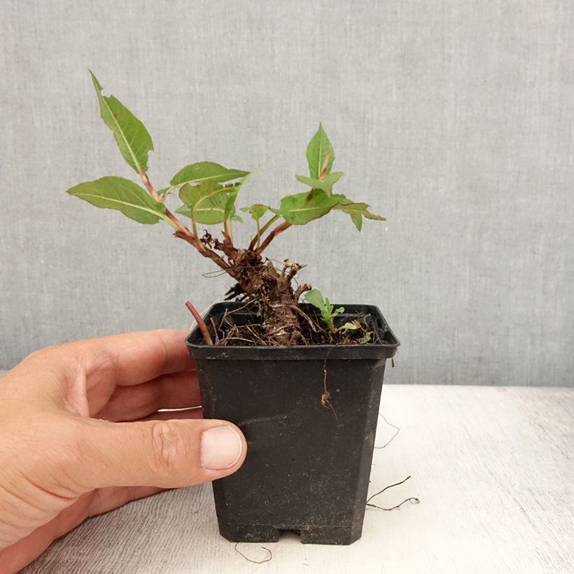 Spécimen de Renouée - Persicaria amplexicaulis Vesuvius Godet de 8/9 cm tel que livré en été
