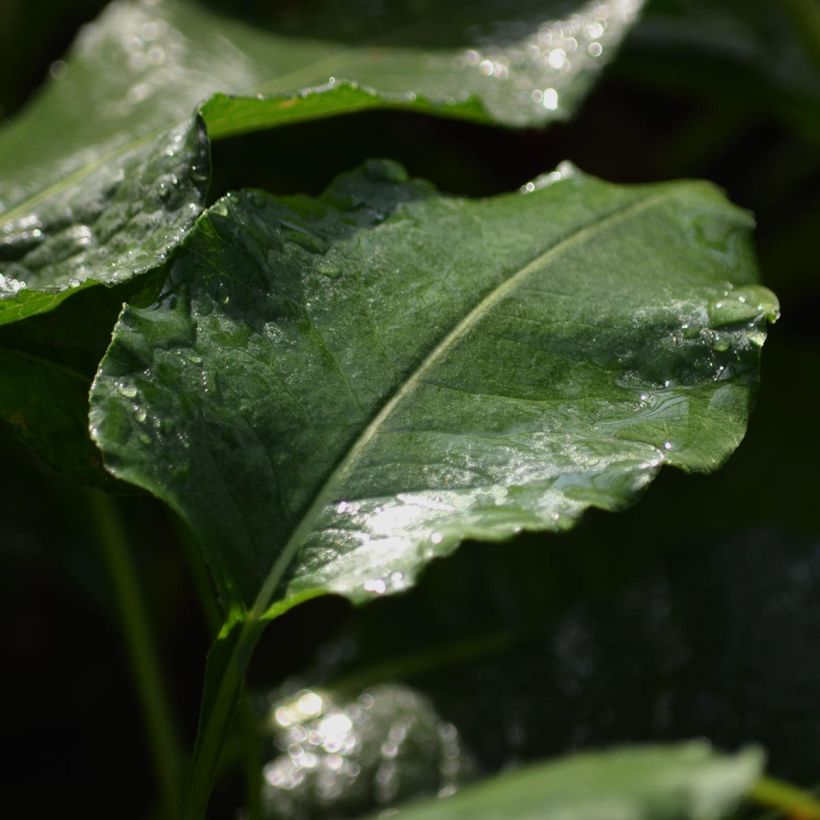 Renouée - Persicaria bistorta Superba (Feuillage)