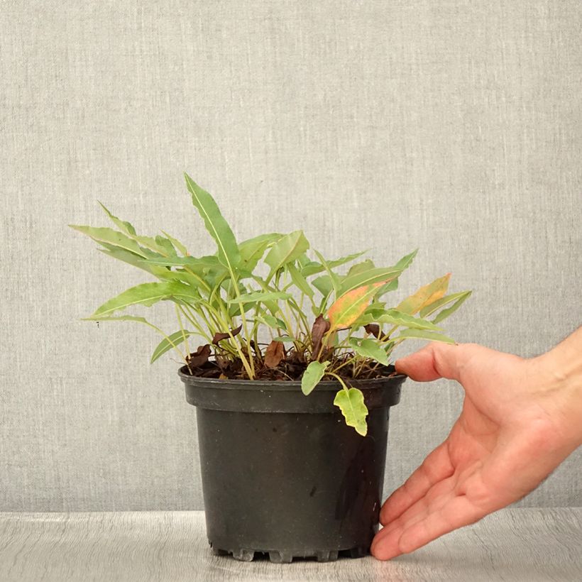 Spécimen de Renouée - Persicaria bistorta Superba Pot de 2L/3L tel que livré en été