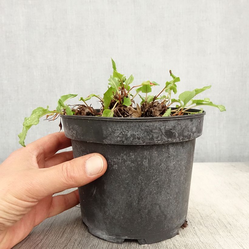 Spécimen de Renouée - Persicaria bistorta Superba Pot de 2L/3L tel que livré au printemps