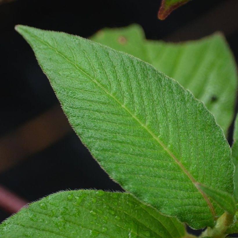 Renouée - Persicaria campanulata (Feuillage)