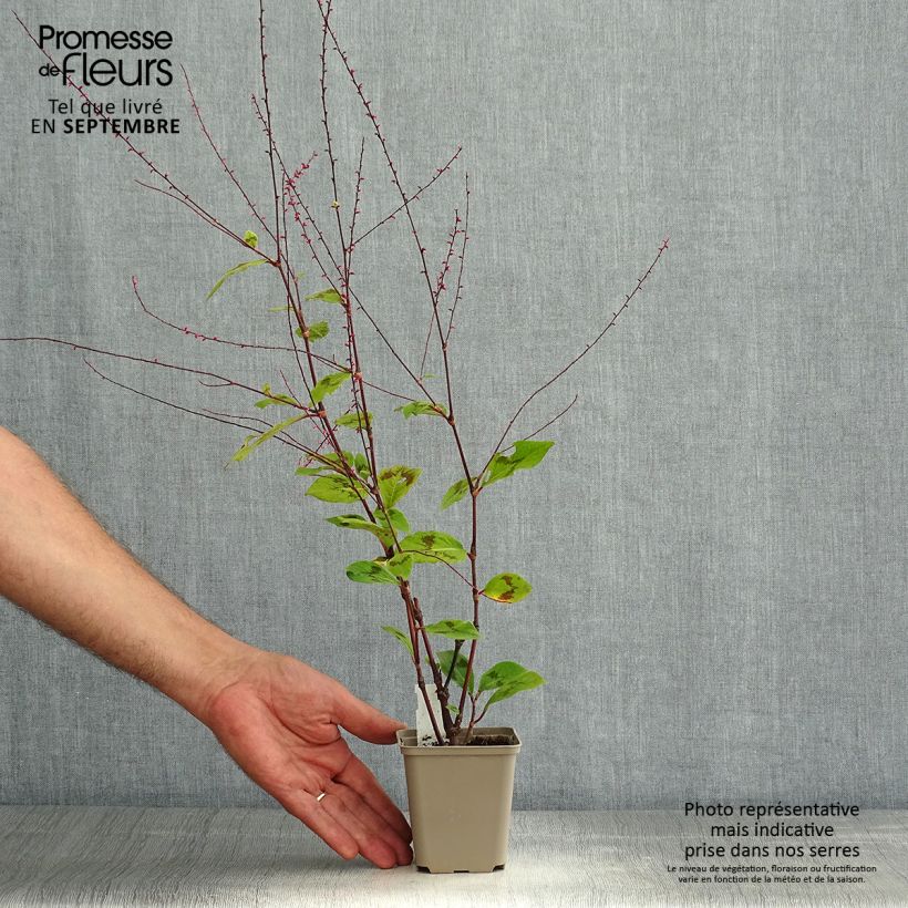 Spécimen de Renouée - Persicaria filiformis Godet de 8/9 cm tel que livré en été