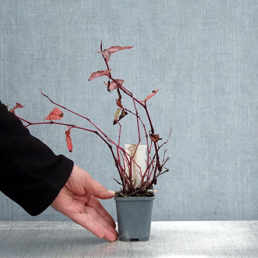 Spécimen de Renouée - Persicaria micro. Red Dragon Godet de 8/9 cm tel que livré en automne