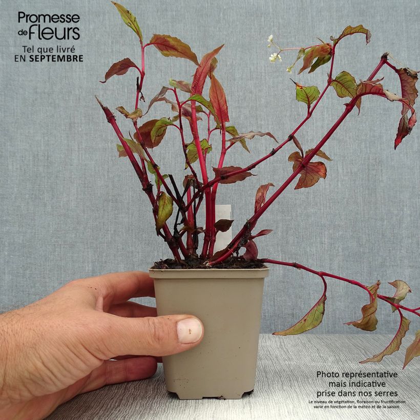 Spécimen de Renouée - Persicaria micro. Red Dragon Godet de 8/9 cm tel que livré en été