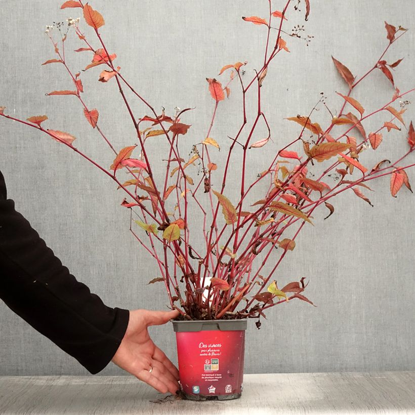 Spécimen de Renouée - Persicaria micro. Red Dragon Pot de 1,5L/2L tel que livré en automne
