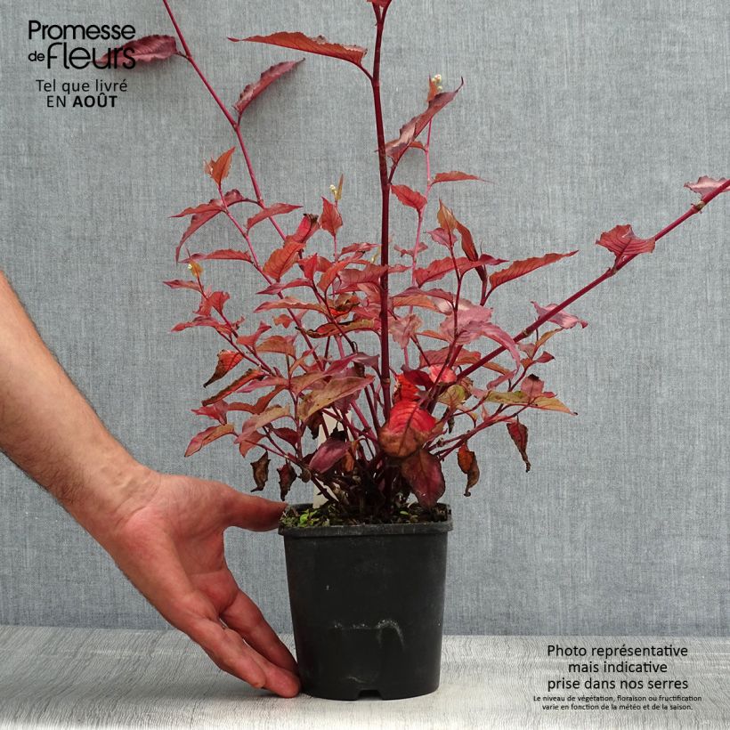 Spécimen de Renouée - Persicaria micro. Red Dragon Pot de 1,5L/2L tel que livré en été