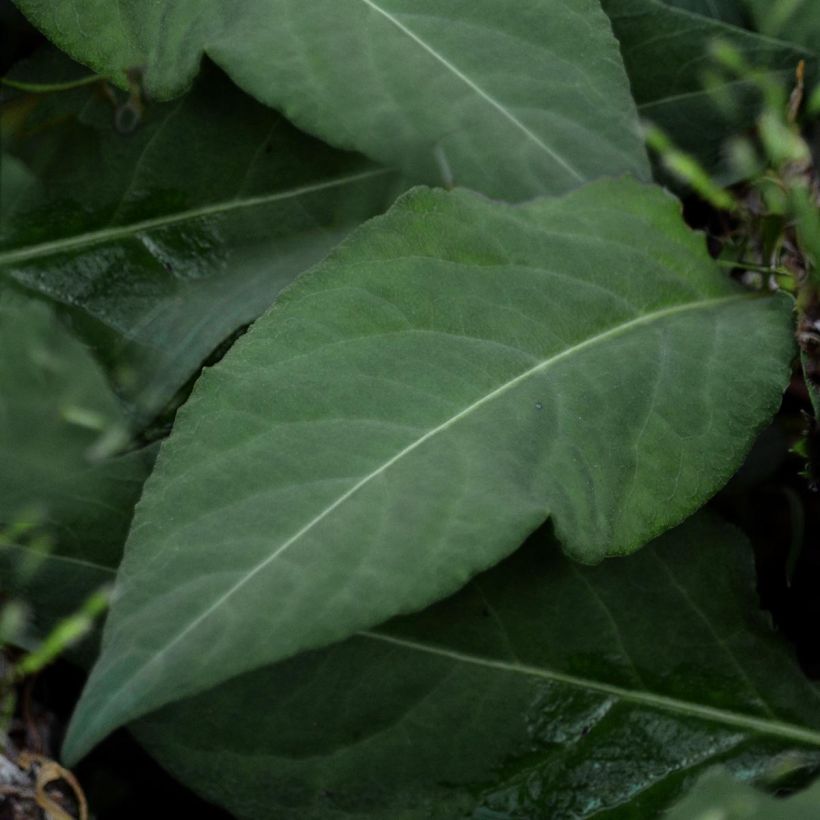 Renouée - Persicaria tenuicaulis (Feuillage)