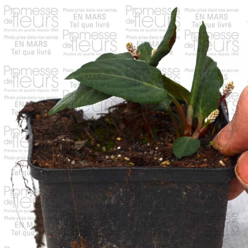 Exemple de spécimen de Renouée - Persicaria tenuicaulis Godet de 8/9 cm tel que livré