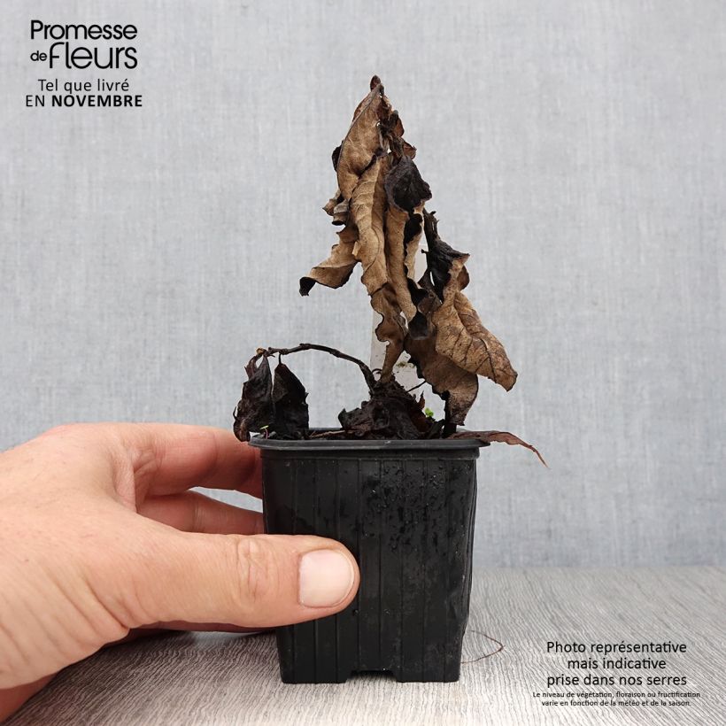 Spécimen de Renouée - Persicaria weyrichii Godet de 8/9 cm tel que livré en automne