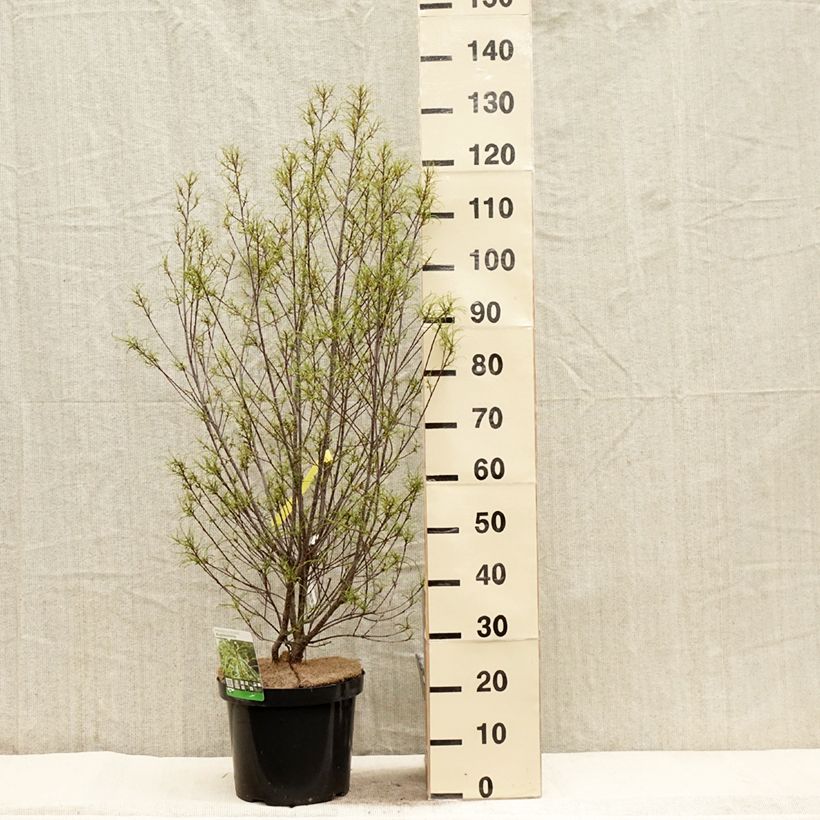 Spécimen de Rhamnus frangula Asplenifolia - Frangula alnus en pot de 7,5l/10l tel que livré au printemps