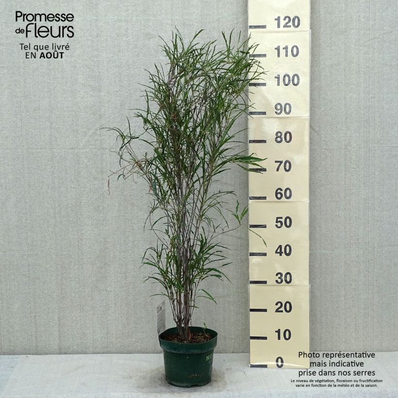 Spécimen de Rhamnus frangula Fine Line - Bourdaine, Frangula alnus Pot de 3L/4L tel que livré en été