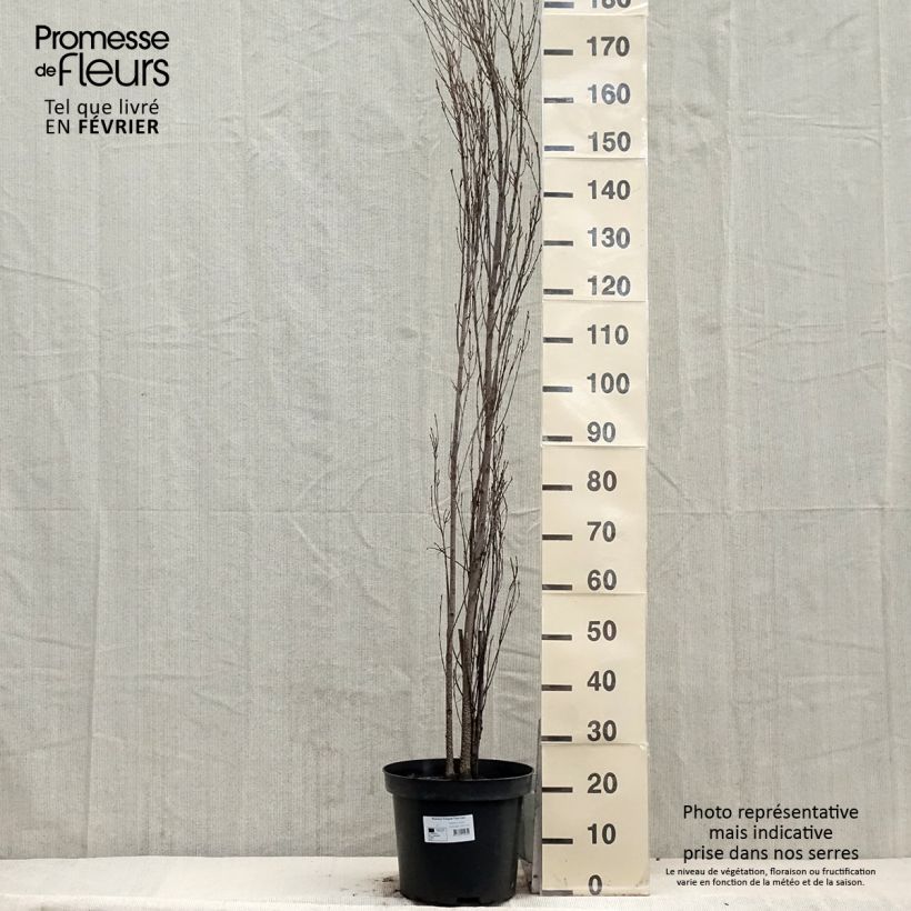 Spécimen de Rhamnus frangula Fine Line - Bourdaine, Frangula alnus Pot de 12L/15L tel que livré en hiver
