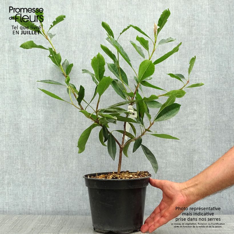 Spécimen de Rhaphiobotrya Coppertone - néflier hybride Pot de 3L/4L tel que livré en été