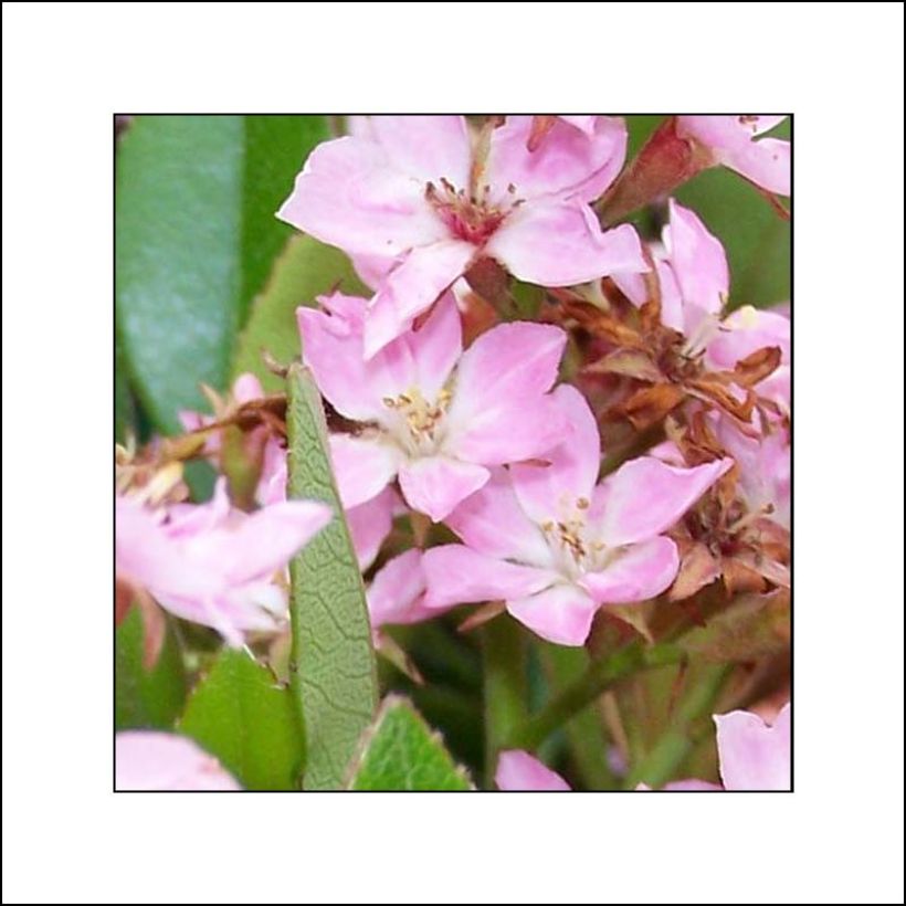 Rhaphiolepis Pink Cloud (Floraison)