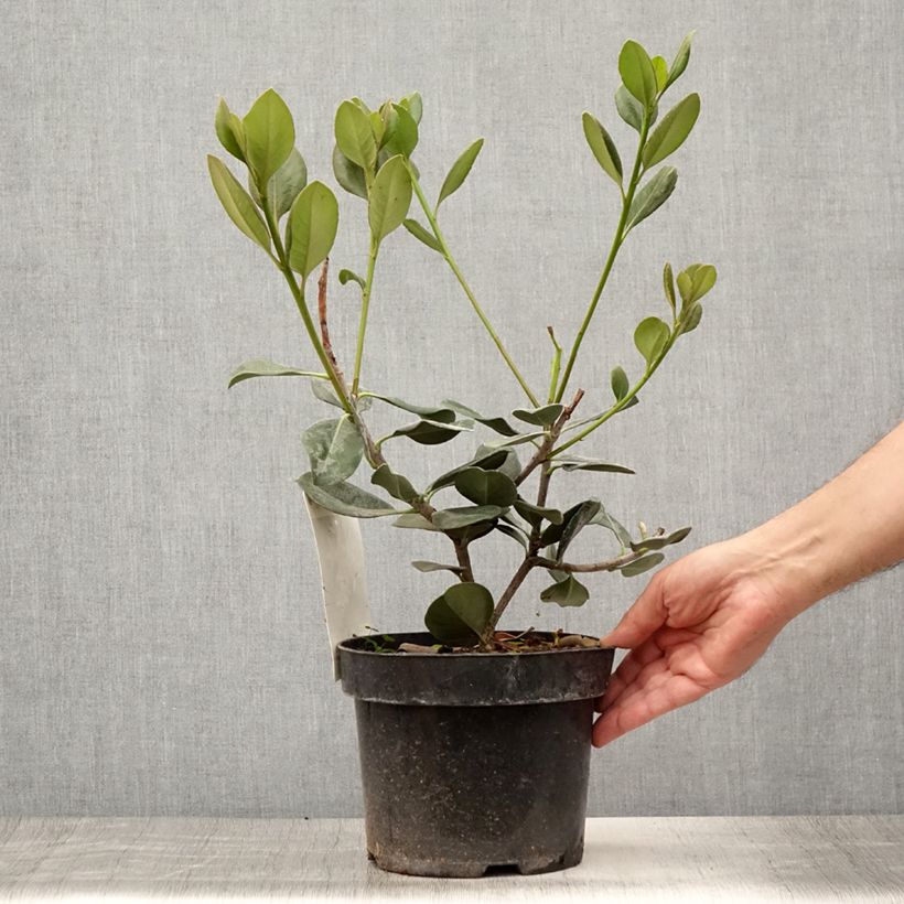Spécimen de Rhaphiolepis umbellata Pot de 4L/5L tel que livré en été