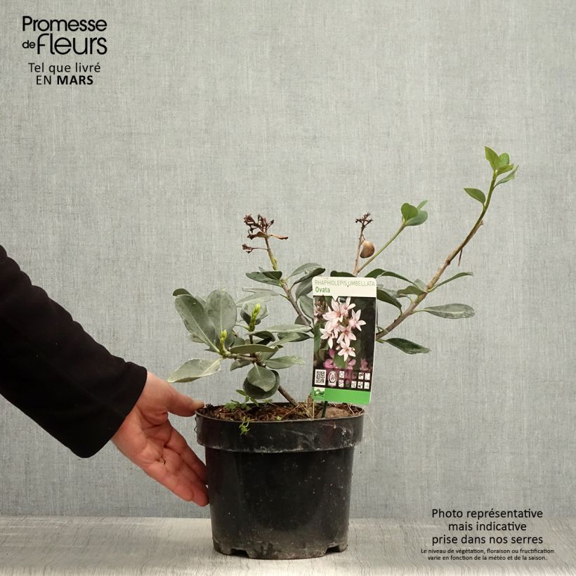 Spécimen de Rhaphiolepis umbellata Pot de 4L/5L tel que livré au printemps