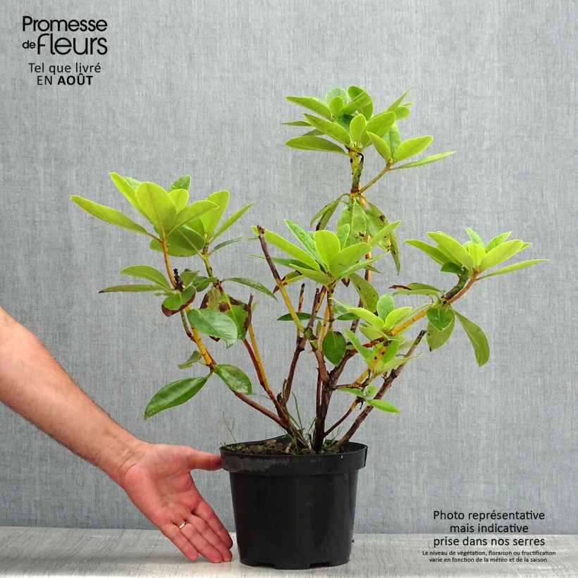 Spécimen de Rhododendron Albert Schweitzer - Grand Rhododendron Pot de 4L/5L tel que livré en été