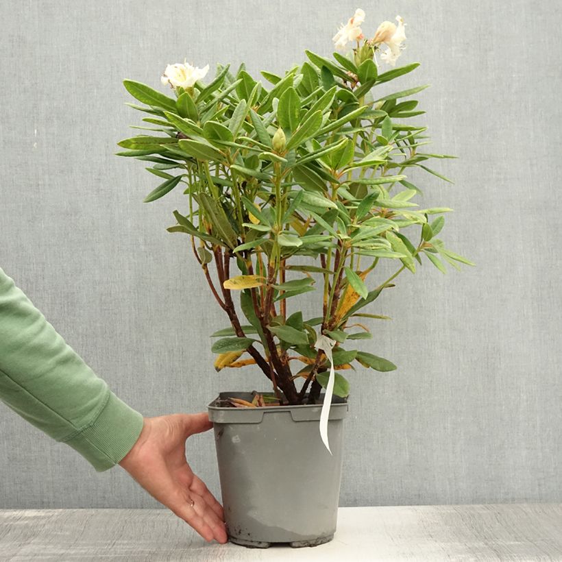 Spécimen de Rhododendron Bernstein Pot de 4L/5L tel que livré en été