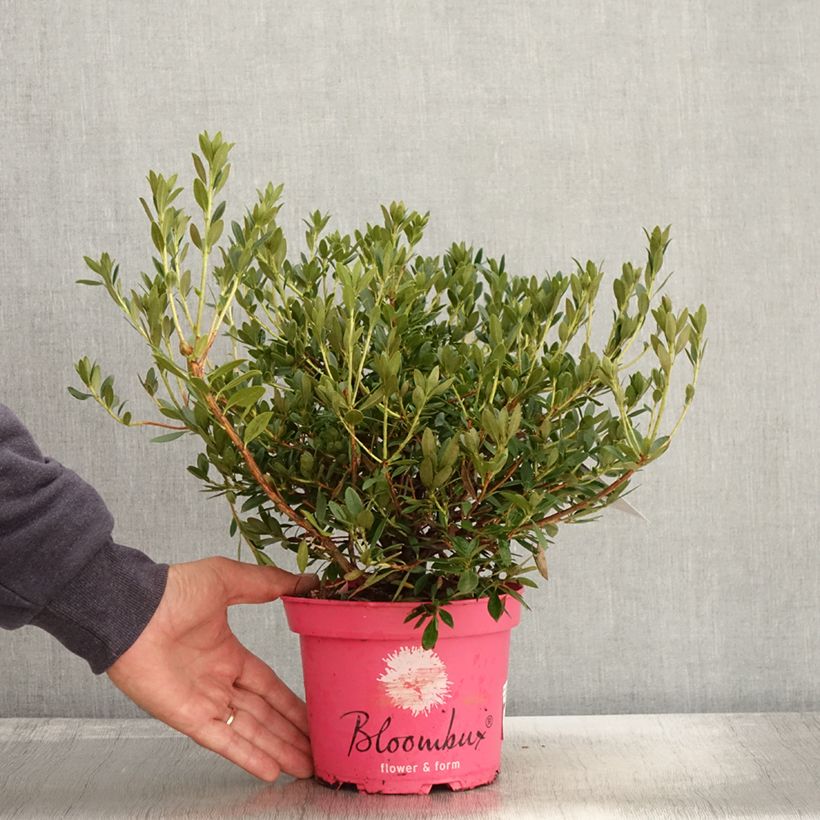 Spécimen de Rhododendron Bloombux Magenta Pot de 2L/3L tel que livré en automne