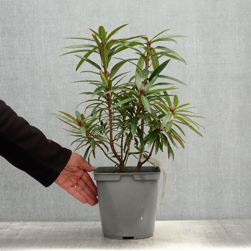 Spécimen de Rhododendron Bloombux Magenta - Pot de 2L/3L tel que livré au printemps