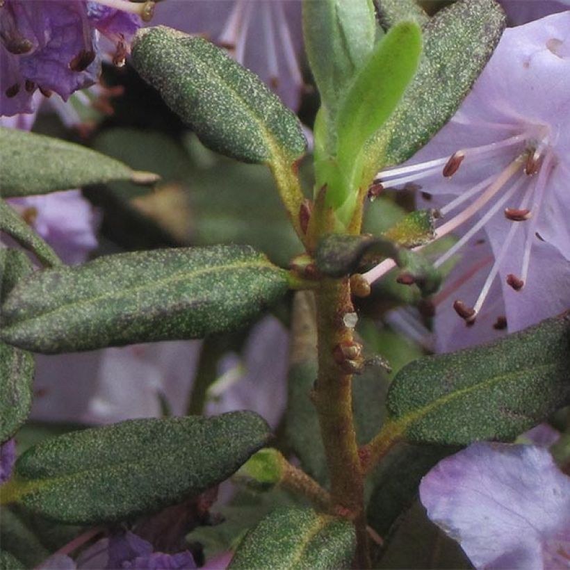 Rhododendron Blue Silver - Rhododendron nain (Feuillage)