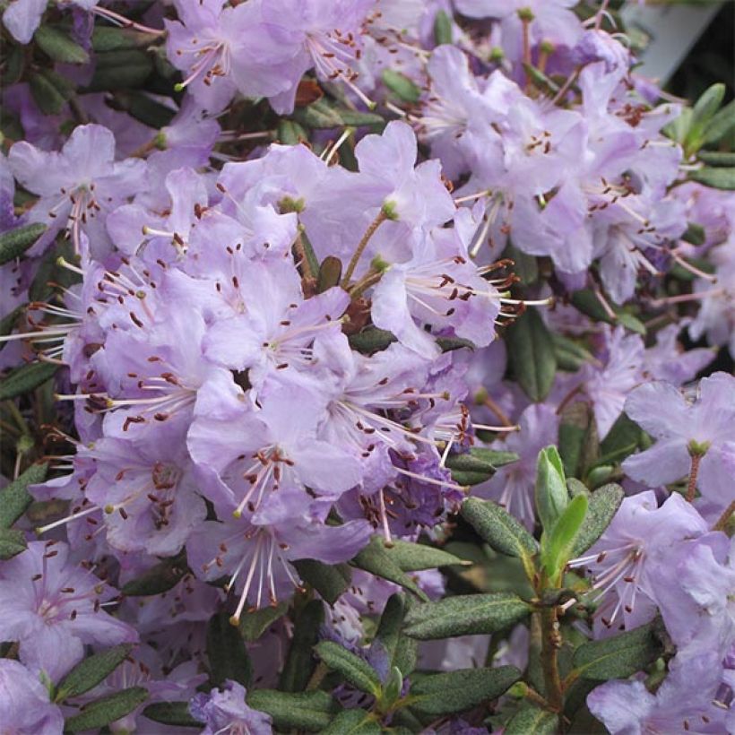 Rhododendron Blue Silver - Rhododendron nain (Floraison)