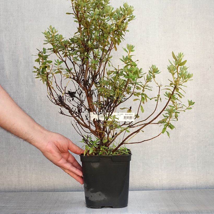 Spécimen de Rhododendron Blue Silver - Rhododendron nain Pot de 3L/4L tel que livré en été