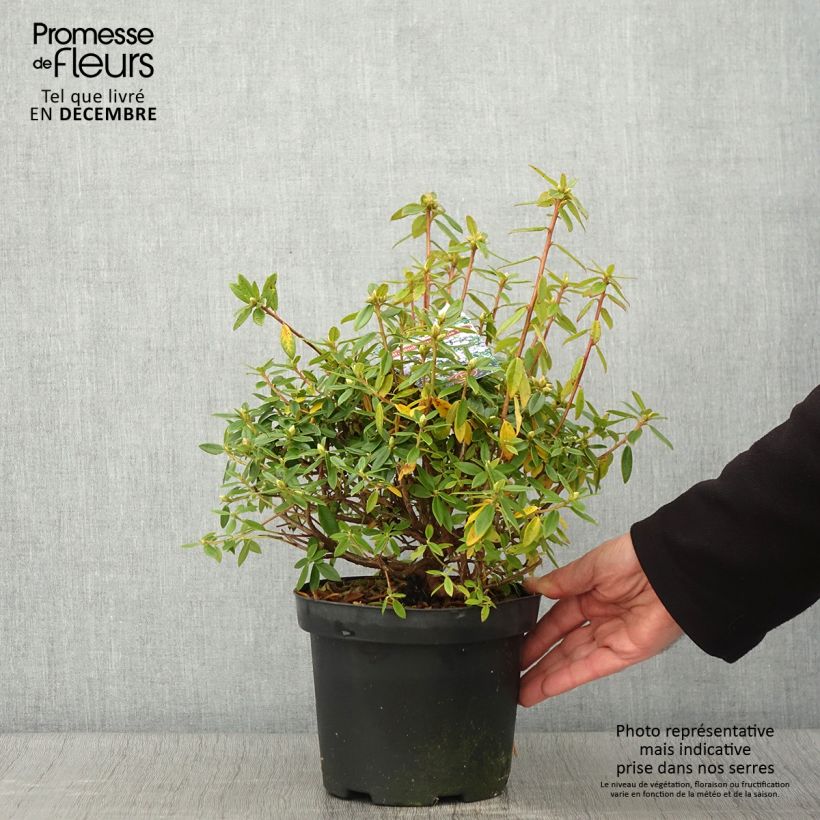 Spécimen de Rhododendron Blue Tit Pot de 2L/3L tel que livré en automne