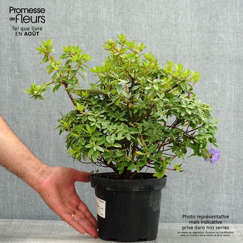 Spécimen de Rhododendron Blue Tit Pot de 2L/3L tel que livré en été