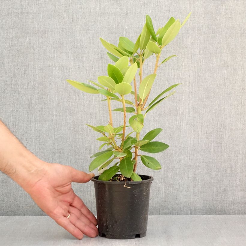 Spécimen de Rhododendron catawbiense Boursault Pot de 12 cm / 13 cm tel que livré en été